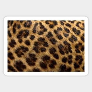 Leopard Print Fur Skin Exotic Animals Spots Cheetah Sticker